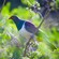 A Kereru pigeon perched on a branch